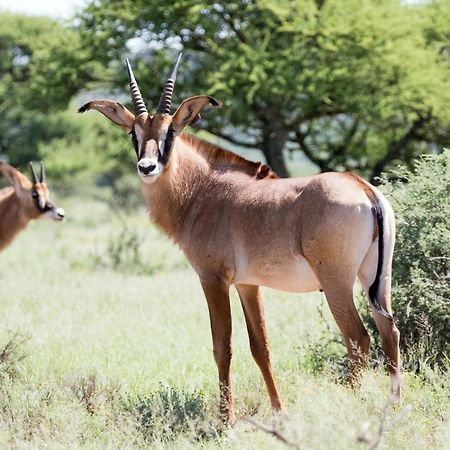 Wag N Bietjie Bush Lodge Heuningneskloof Exteriör bild